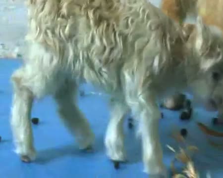 Watch Scientists clone world's first Pashmina goat Video