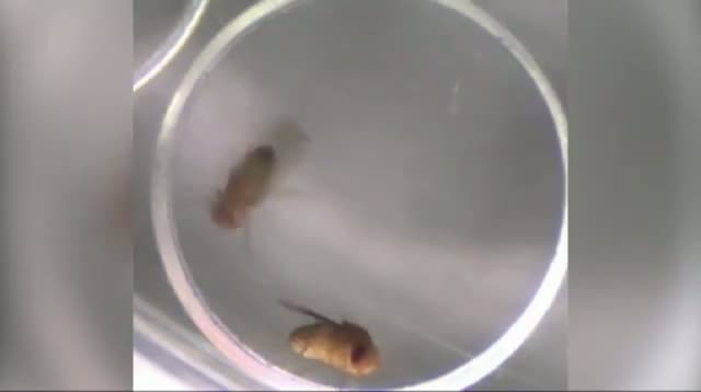 Watch Study - Rejected Male Flies Turn to Alcohol Video