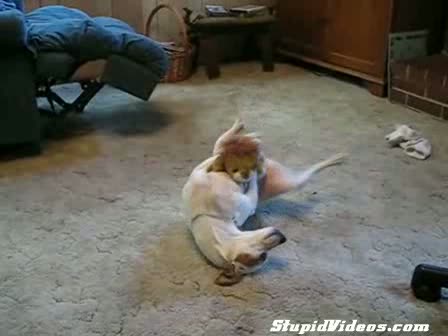 Watch Female Dog in the Mood Video Video