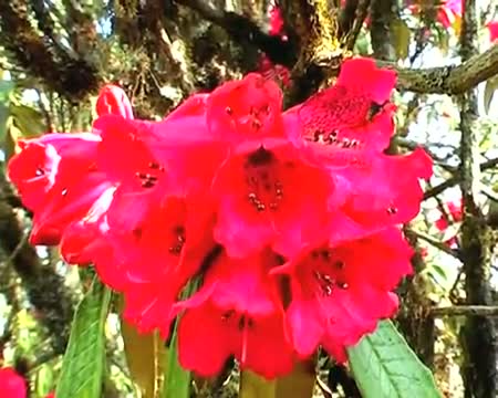 Watch Sikkim Rhododendron attacts tourists Video