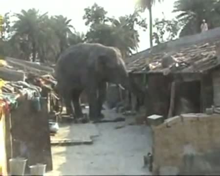 Watch Wild tusker on a rampage in West Bengal Video