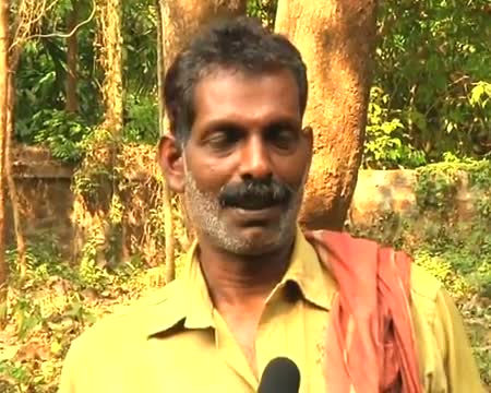 Watch Toddler tuskers win hearts of tourists at Kodanad Kraal Video
