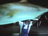 Watch Yellow Pages Video