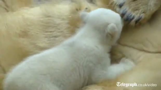 Watch Polar bear cub 'Anori' charms visitors at German zoo video Video
