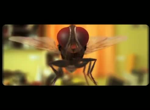 Watch Eega Theatrical trailer Video