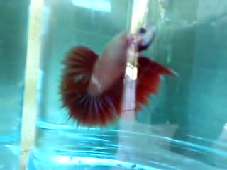 Watch Butterfly Red Halfmoon Video