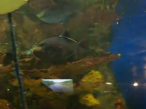 Watch Snakehead Fish - Beautiful Fishes Video