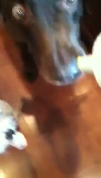 Watch Devilled eggs dogs Video