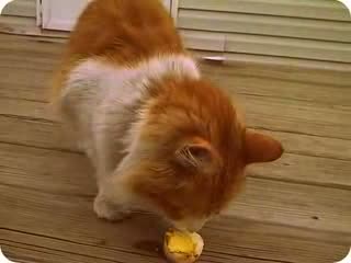 Watch Cat eats deviled egg Video