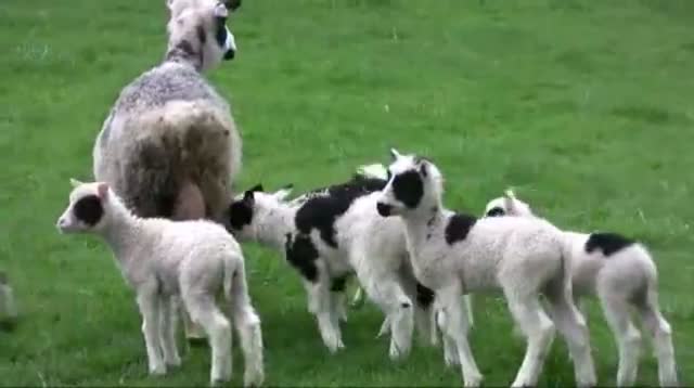 Watch Ewe Gives Birth to 7 Lambs in Wash video Video