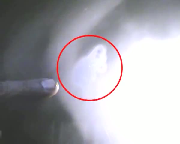Watch Thief's trick goes terrible Video