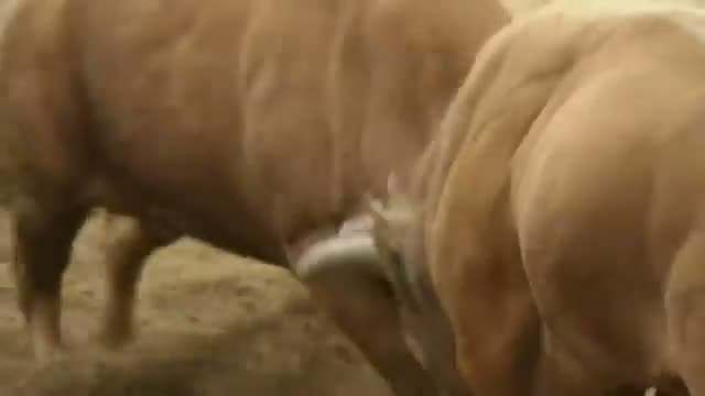 Watch Bull fights another bull in South Korean bullfight Video