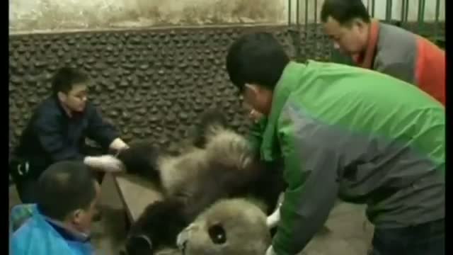 Watch Injured Panda treated by vets in Sichuan province, China Video
