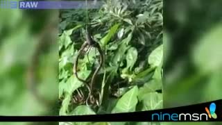 Watch Giant Spider Eats Snake Video