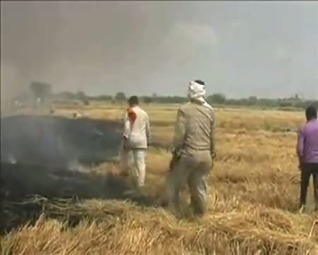 Watch Fire destroys 150 bighas of wheat crop Video