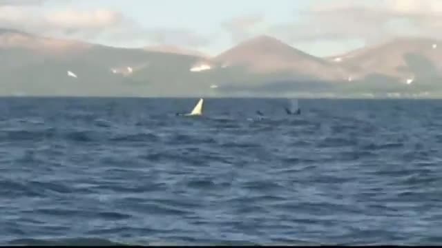 Watch Scientists see first ever adult white orca whale Video
