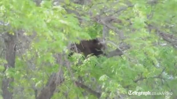Watch Black bear falls from tree after being sedated Video