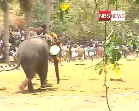 Watch Trissur elephant rampage Over 20 injured Video
