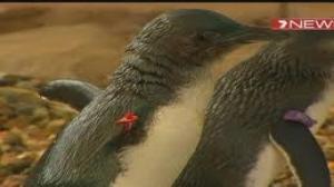 Watch British tourists fined for drunkenly stealing penguin from Australian aquarium Video