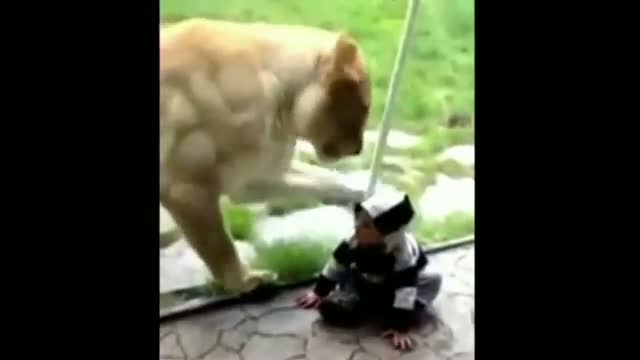 Watch Hungry lion tries to eat toddler in zebra-striped jumper at Oregon Zoo Video