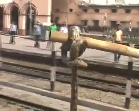 Watch Python found in train in Bihar Video