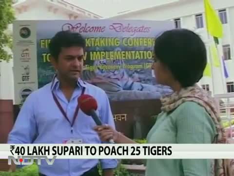 Watch 40 lakh supari for 25 tigers in Maharashtra Video