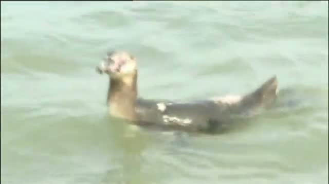 Watch Fugitive Penguin Caught, Returned to Aquarium Video