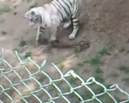 Watch Live fight! King Cobra vs White Tiger Video