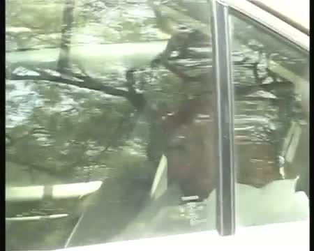 Watch President Poll PA Sangma seeks BJP's support Video