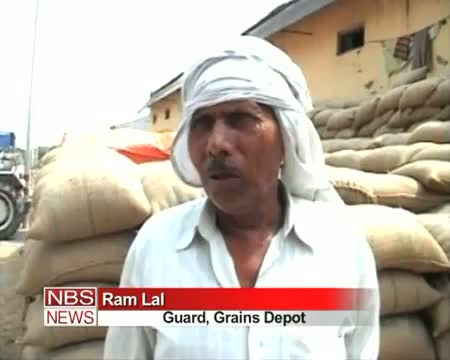 Watch After rats, now pigs eating food grains in Allahabad Video