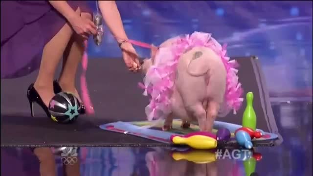 Watch Smooch Piggy, Auditions - America's Got Talent 2012 Video