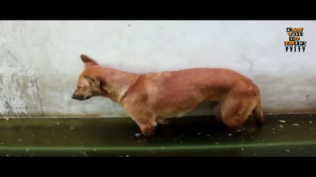 Watch Can You Do This?? - Funny Video Video