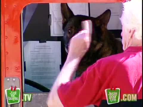 Watch Driving Dog Prank - Funny Video Video