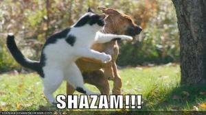 Watch Funny Cats And Dogs! Video