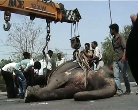 Watch Speedy truck kills elephant on Noida Expressway Video