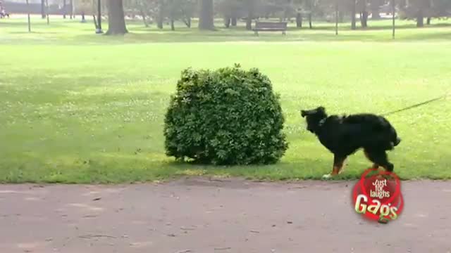 Watch Dog Joke - Funny Video Video