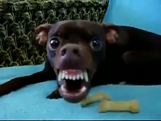 Watch What Type of Dog is This Video