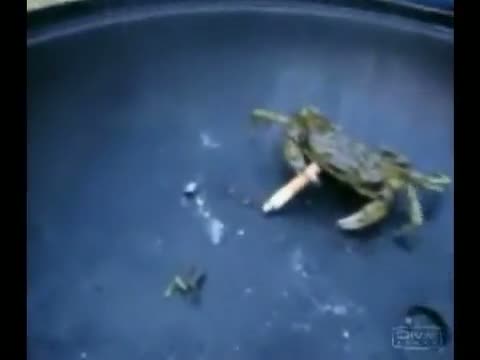 Watch When Crabs Smokes Video