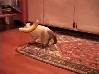 Watch Cats Fear Bananas Video