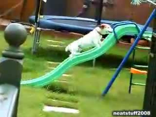 Watch Determined Little Dog Video