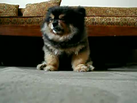 Watch Funny Dog Falling Asleep Video