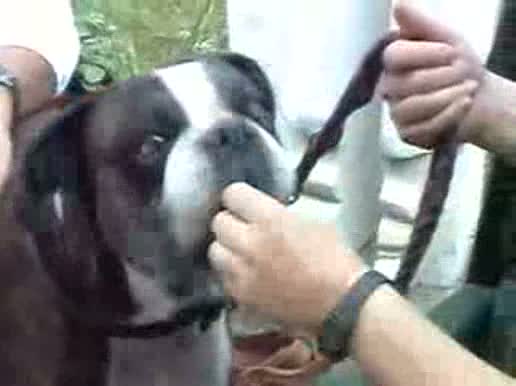 Watch Talking Dog Says Mama Video Video
