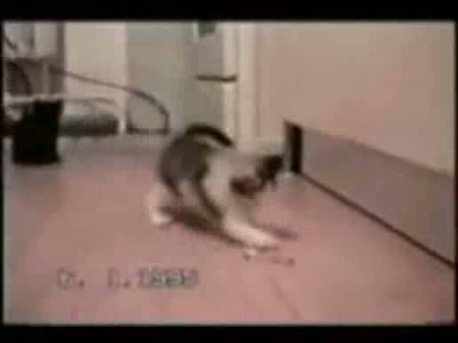 Watch Funny Cats Video Video