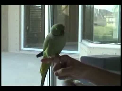 Watch Bird Plays Basketball Golf Sports - Bird Tricks - Unbelievable Video Video