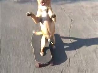 Watch  Skating Dog Video Video