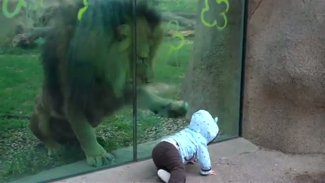 Watch Lion trying to Attack Baby at Zoo Video Video