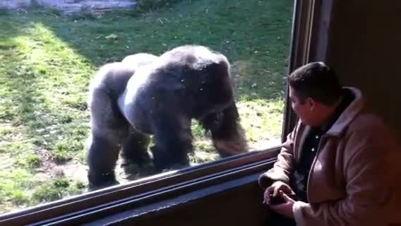 Watch Man Gets Kicked in Face by Gorilla Video