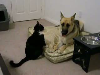 Watch Crazy Cat Attacks Dog! Video
