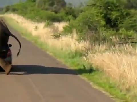Watch See Angry Elephant think about crushing the car with people in Shocking Video