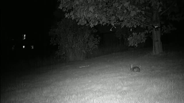 Watch Bunny Sees Ghost Caught On Tape! Video
